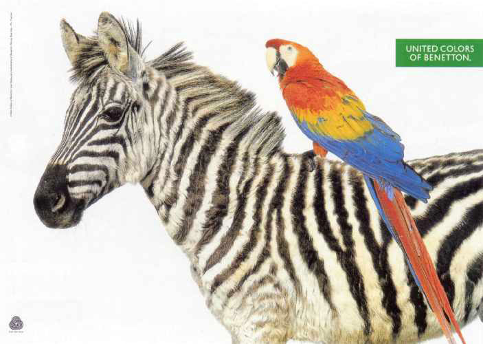 Publicité Benetton - United colors of Benetton — Oliviero Toscani - Perroquet chevauchant un zèbre - 1991