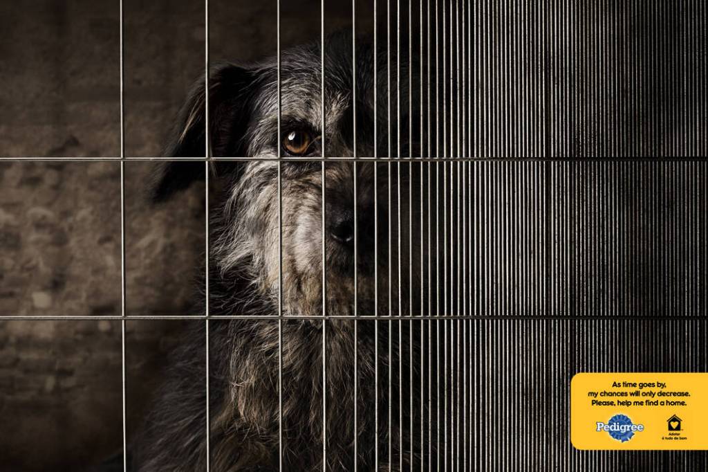 Publicité Pedigree - Adoption - Dog cage - As time goes by. My chances will only decrease, please help me find a home - Un chien derrière des barreaux qui se resserent en faisant disparaitre le chien - Agence Lew´Lara\TBWA - Brésil - 2011