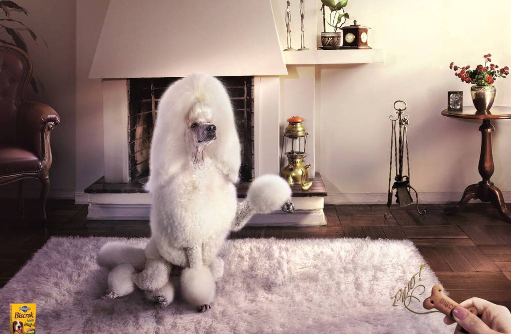 Publicité Pedigree - Biscrok - Paw -cUn caniche très élégant donne la patte - Agence TBWA/Frederick - Chili - 2008
