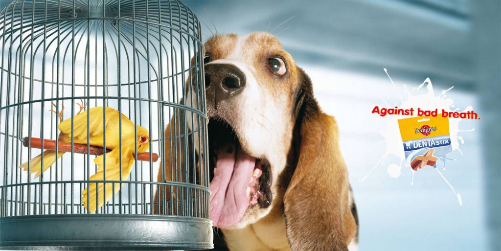Publicité Pedigree - Dentastix - Against bad breath - Un oiseau s'évanouit à cause de l'haleine du chien - TBWA - Italie - 2016