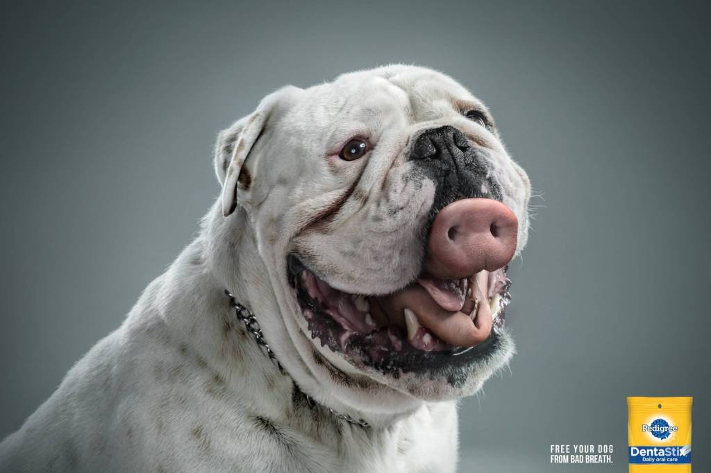 Publicité Pedigree - Dentastix - Free your dog from bad breath - un groin de cochon sort de la bouche d'un bulldog - Agence BBDO - Mexique - 2014