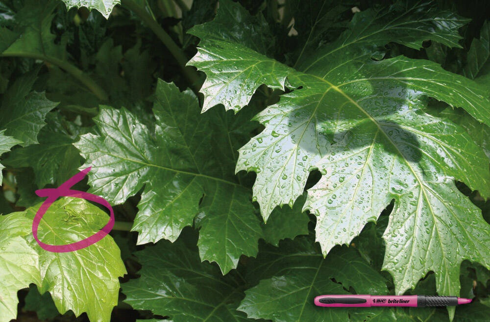 Publicité Bic - Fluo - Ombre d'un serpent - La grenouille est entourée au fluo rose - Agence TBWA/Frederick - Chili - 2006