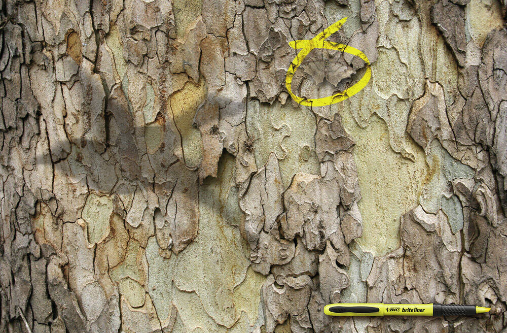 Publicité Bic - Fluo - Ombre d'un oiseau - Le papillon est entourée au fluo jaune - Agence TBWA/Frederick - Chili - 2006